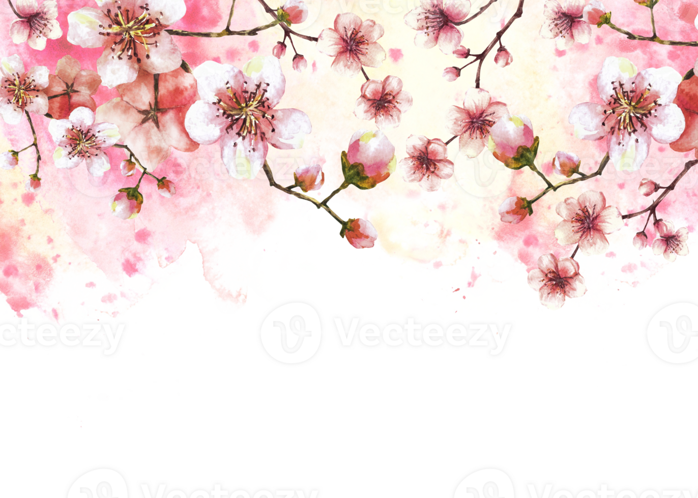 A blossoming branch from spring tree template illustration. Hand drawn blossoms sakura, cherry or apple buds and flowers on watercolor stain splashes background Springtime banner illustration png