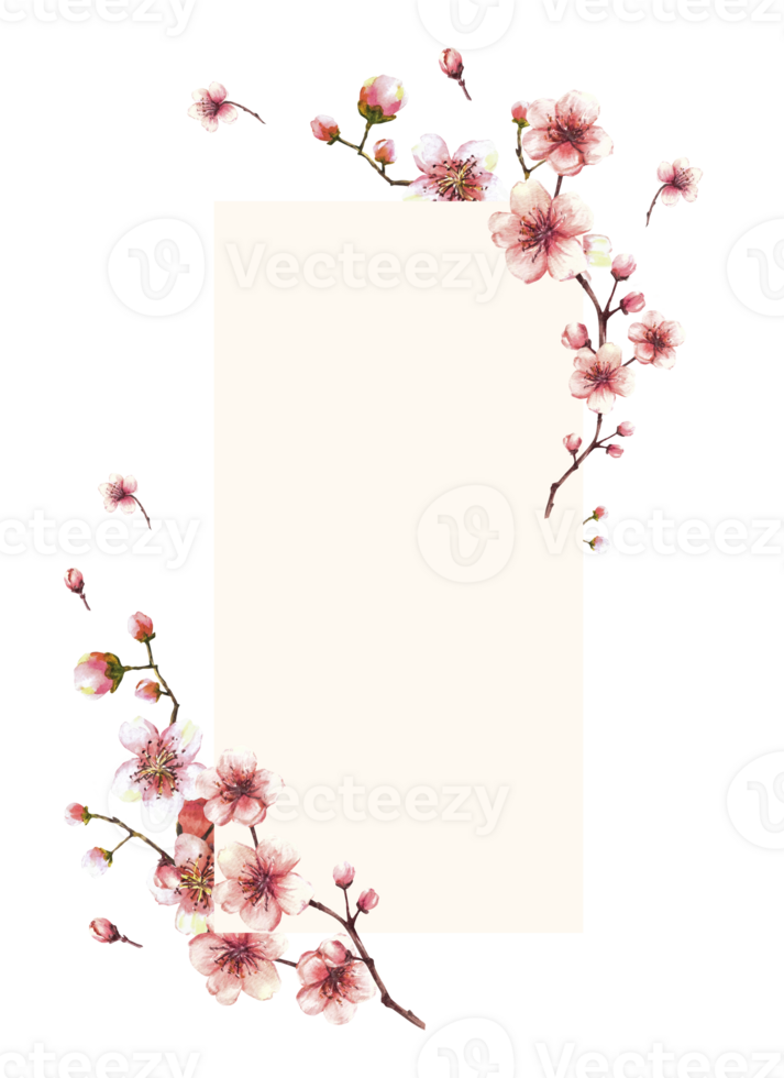 A blossoming branch from spring tree, sakura, Japanese cherry buds and flowers Springtime watercolor template with space for text for your card banner Hand drawn isolated illustration png