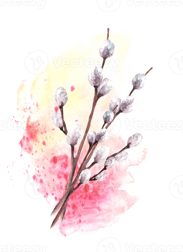Springtime illustration of fuzzy willow tree on watercolor yellow, pink, rosa spotted splashes background. Spring plant branches. For Easter, Palm Sunday card. Hand drawn watercolor clipart png