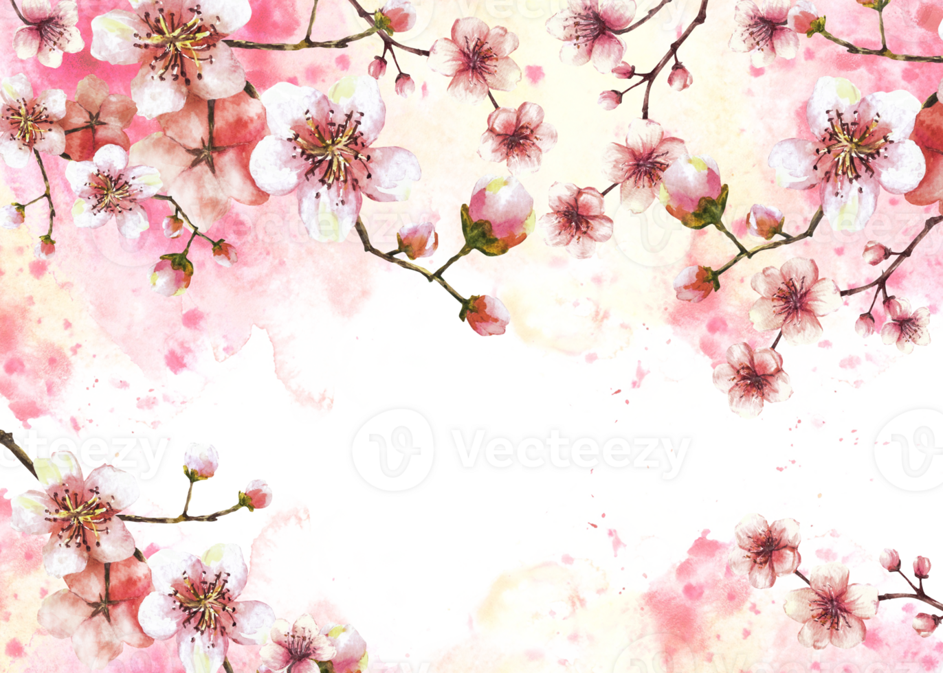 A blossoming branch from spring tree template illustration. Hand drawn blossoms sakura, cherry or apple buds and flowers on watercolor stain splashes background Springtime banner illustration png