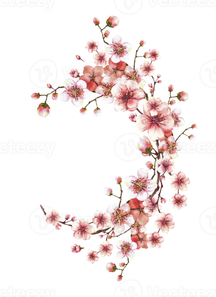 een bloeiende Afdeling van voorjaar boom ovaal lauwerkrans, sjabloon sakura, kers, appel of abrikoos bloemknoppen en bloemen bloesems lente waterverf etiket kaart hand- getrokken illustratie achtergrond png