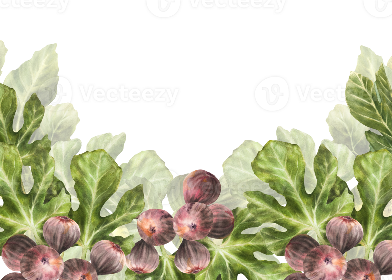 Branch of juicy, ripe purple figs with leaves and whole fruit Food, plant banner, frame, template for jam label, card, price tag print Hand drawn watercolor illustration png