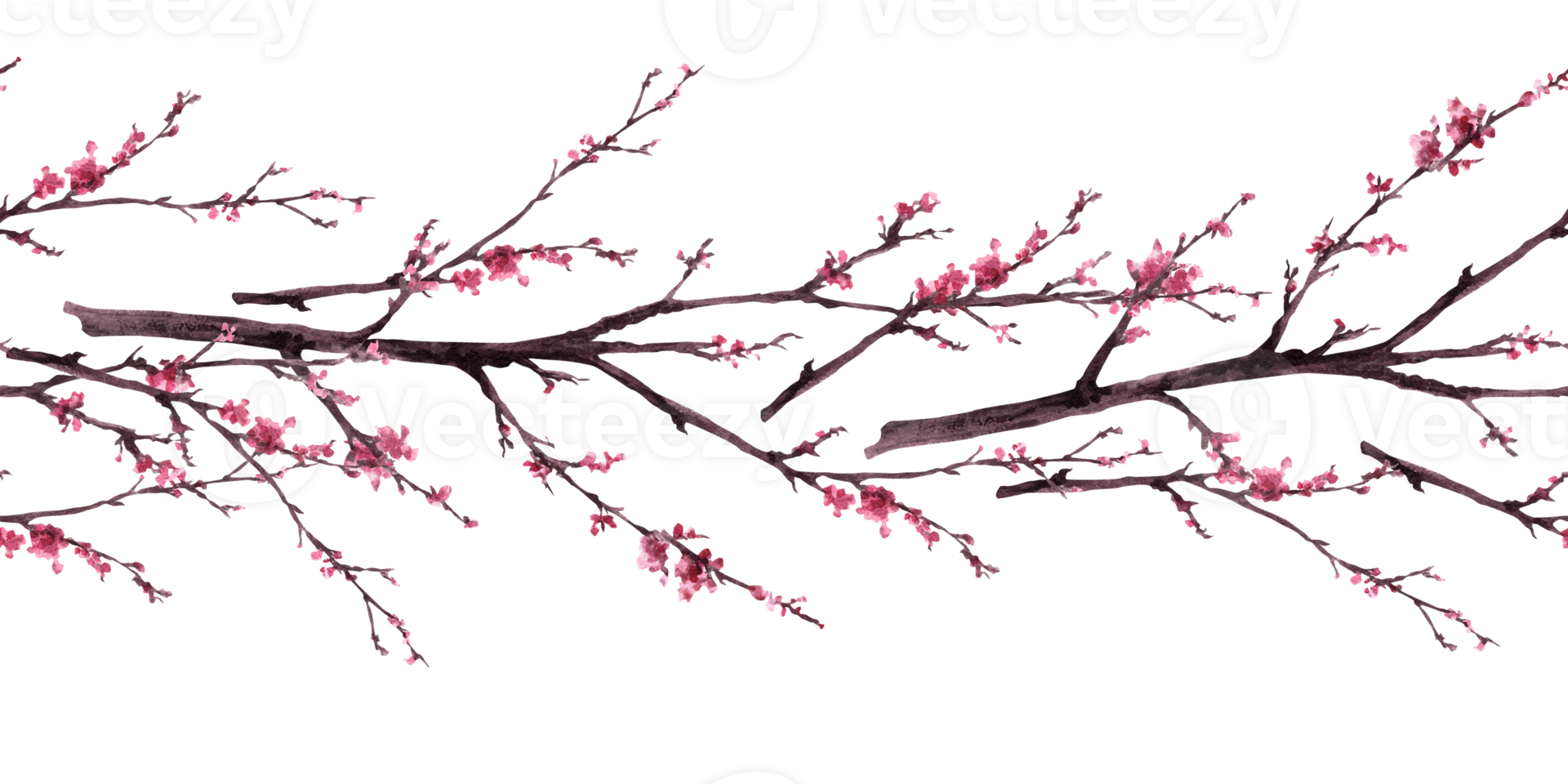 Watercolor hand drawn early spring blossoms of trees, sakura, cherry, apricot flowers. Seamless border, pattern. First buds, leaves, plant Botanical clipart Isolated illustration png