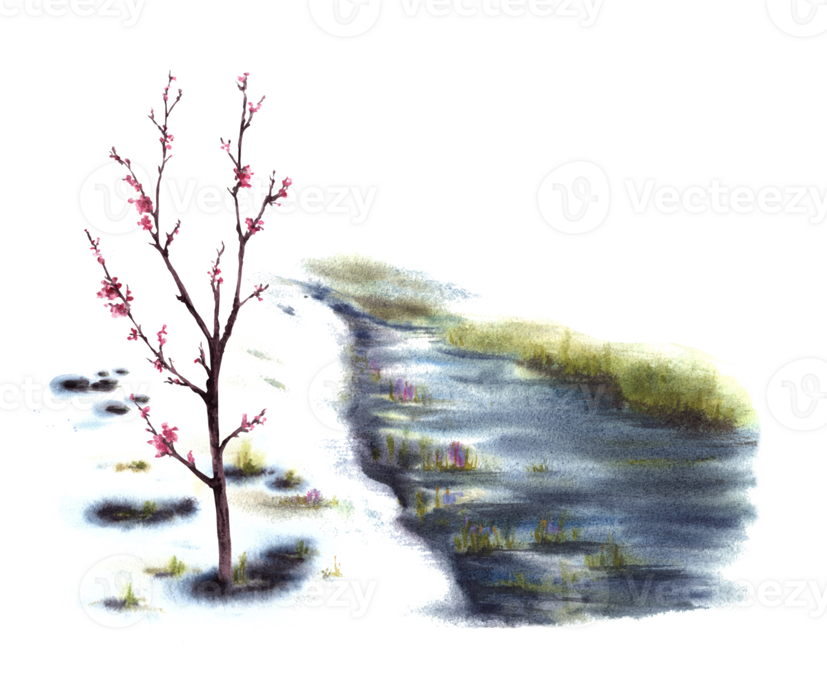 Watercolor landscape Primary plants flowers, blossoming spring trees of cherry, sakura or apricot, stream, the first grass breaking through the snow. Hand painted isolated clipart png