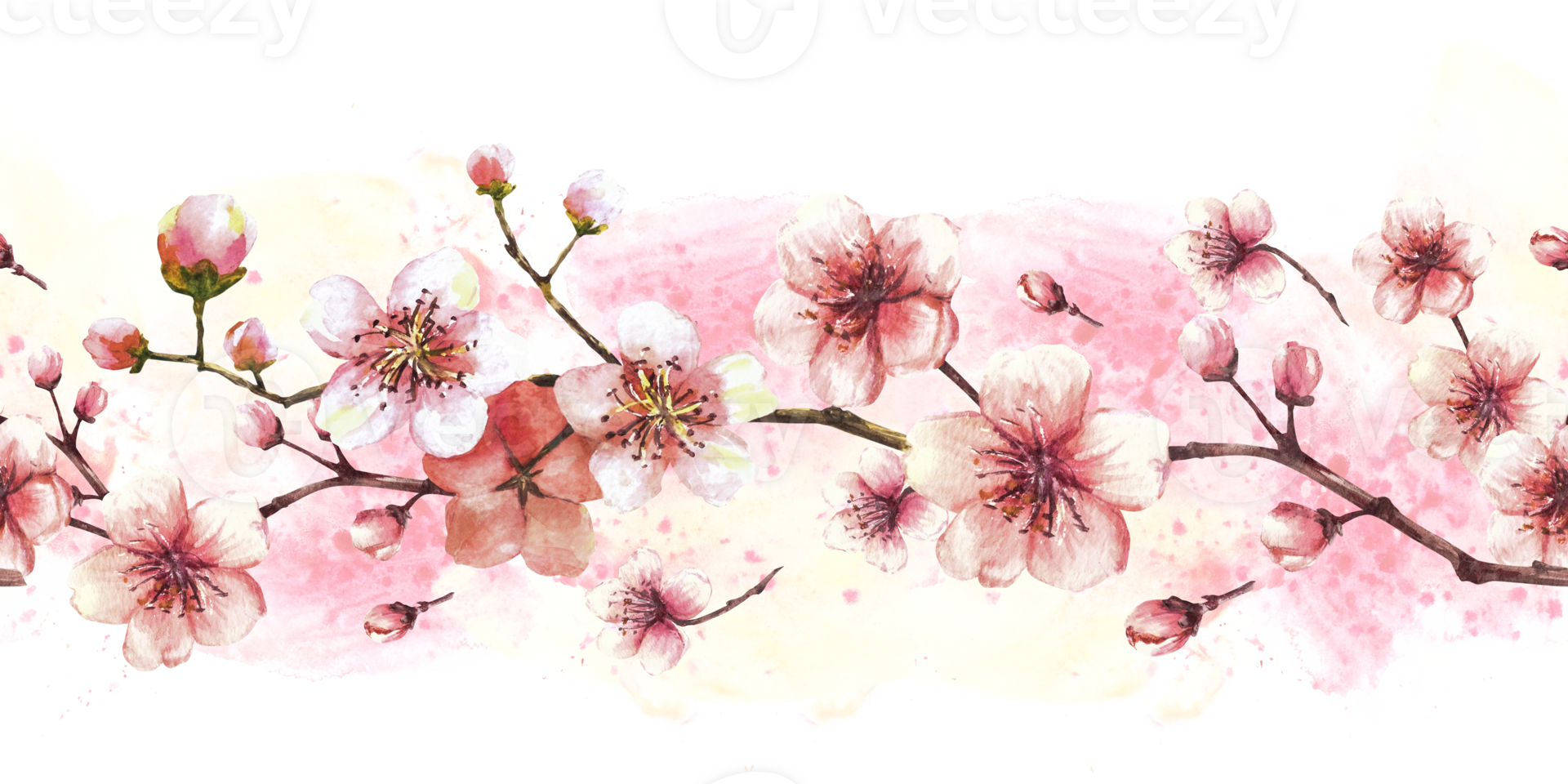 Blossoming branch from tree, sakura, cherry or apple buds and flowers seamless border, pattern on watercolor stains background. Spring blossoms, springtime clipart. Hand drawn isolated illustration png