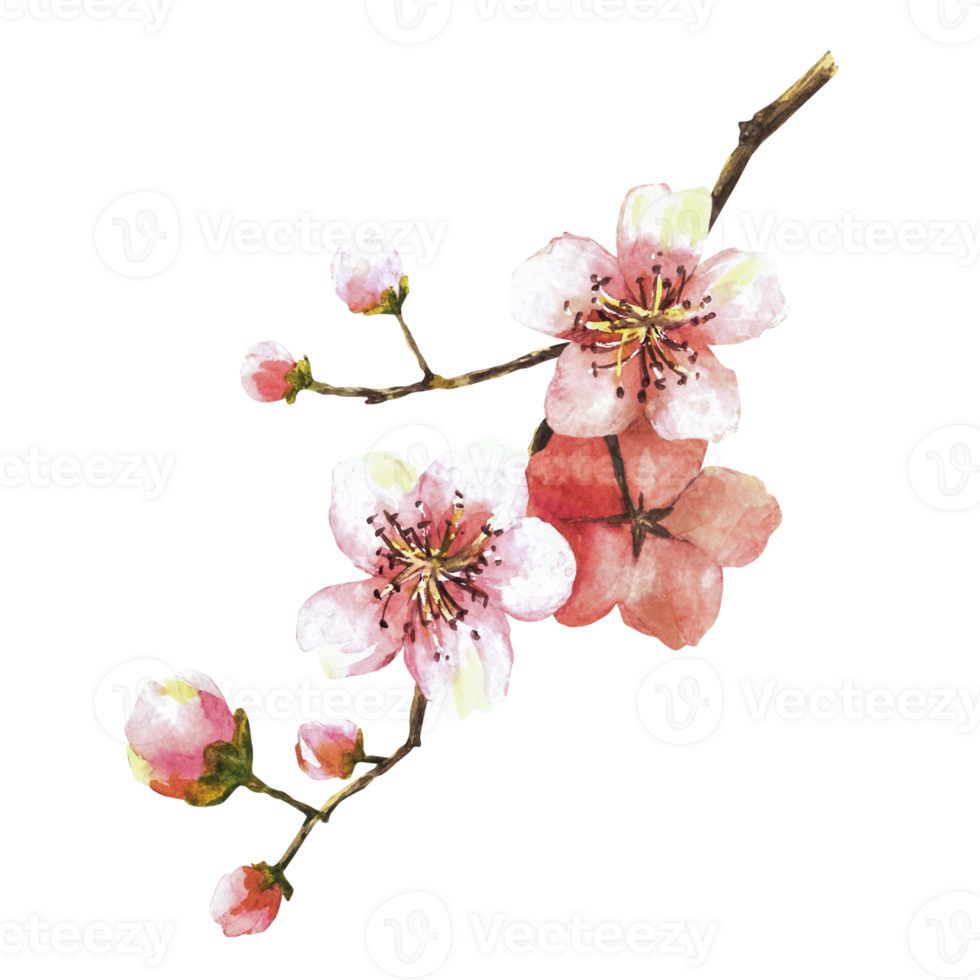 A blossoming branch from tree, sakura, cherry, apple or apricot buds and flowers. Spring blossoms, springtime watercolor clipart for card, label print Hand drawn isolated illustration png