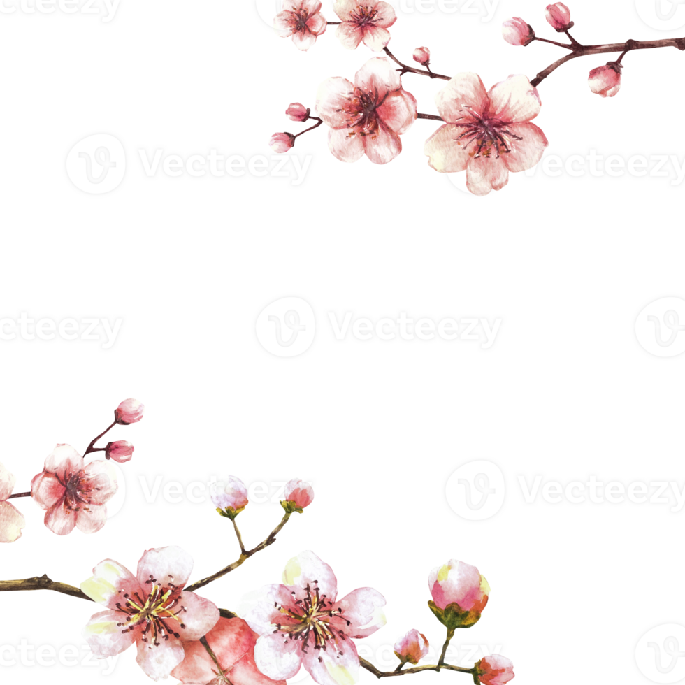 A blossoming branch from spring tree template. Sakura, cherry, apple or apricot buds and flowers blossoms Springtime watercolor clipart for card label Hand drawn  illustration png