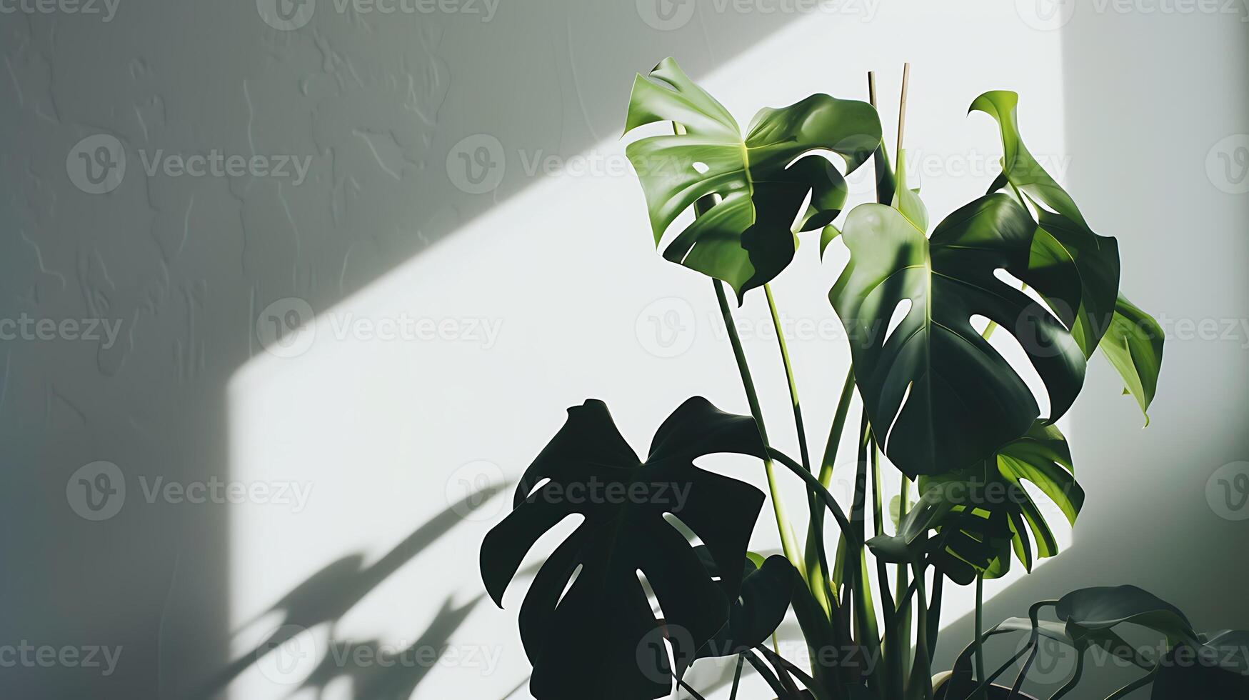 AI generated Monstera Plant With Long Green Leaves. Generative AI. photo