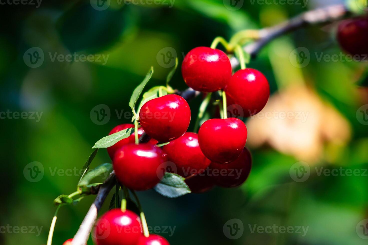 Sour cherry and cherries. Fruit and vegetables. Plant and plants. photo