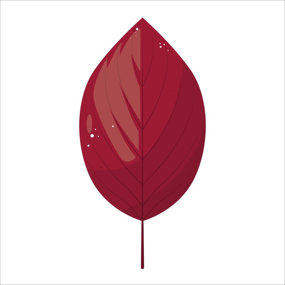 Dogwood leaf vector with red color