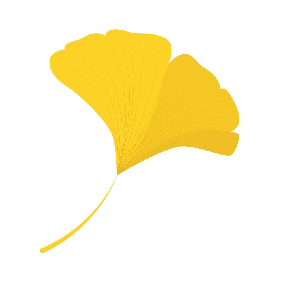 Ginkgo leaf vector with yellow color