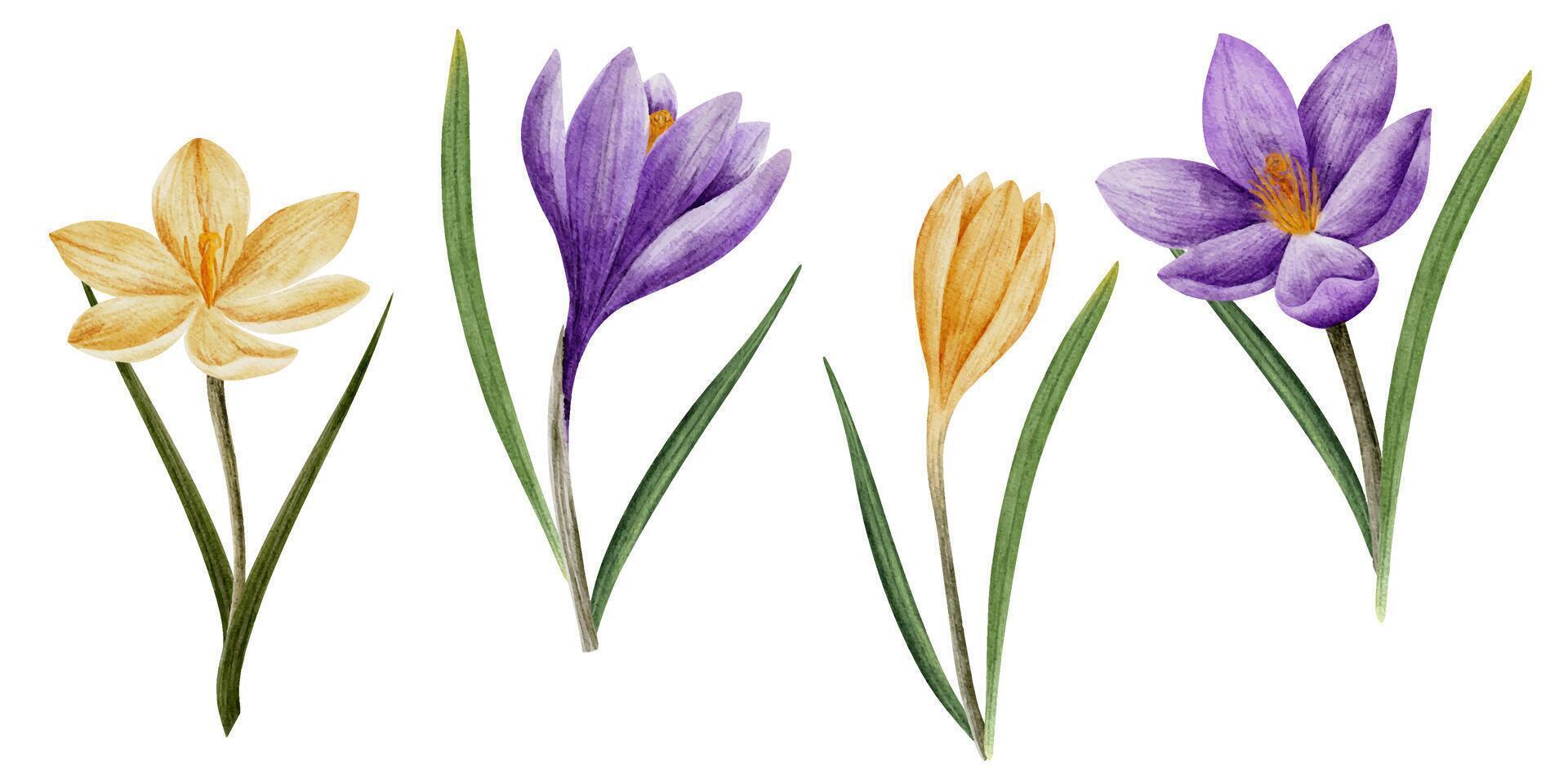 vector azafrán flores en Violeta y amarillo color, dibujado en acuarela, aislado en blanco. mano dibujado botánico ilustración. elementos para tarjetas, logotipos, huellas dactilares, Boda diseño