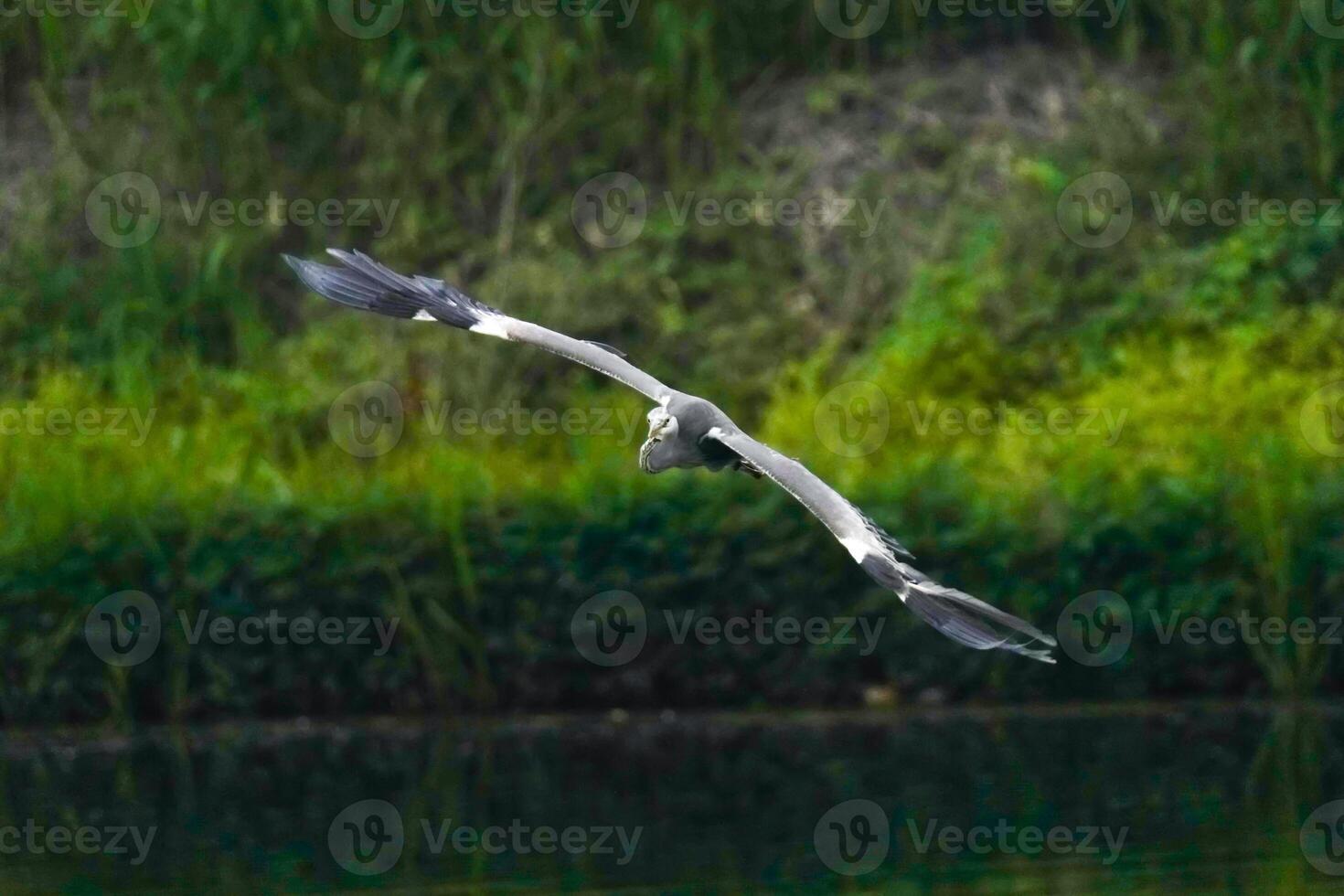 Common heron the wild bird photo