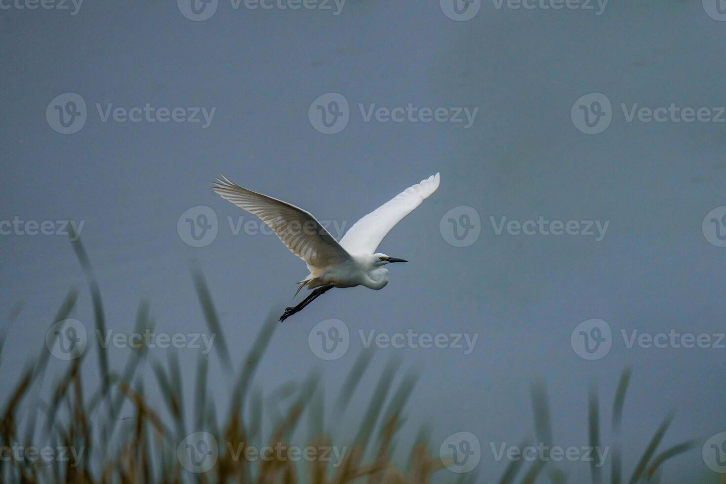 Common heron the wild bird photo