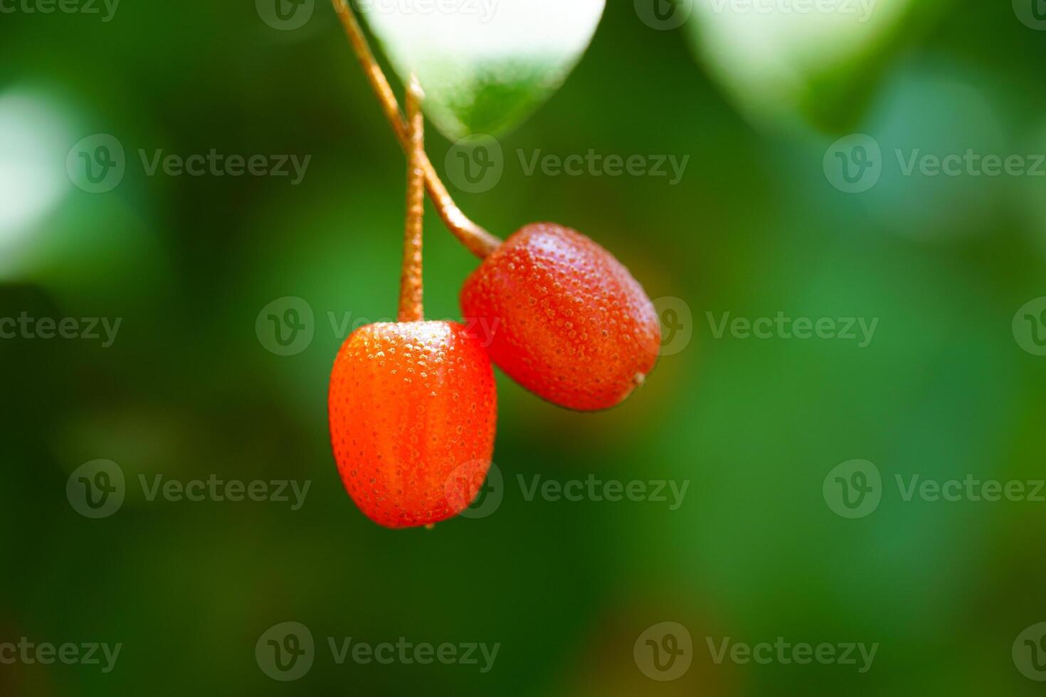 Cherries hanging from tree branches photo
