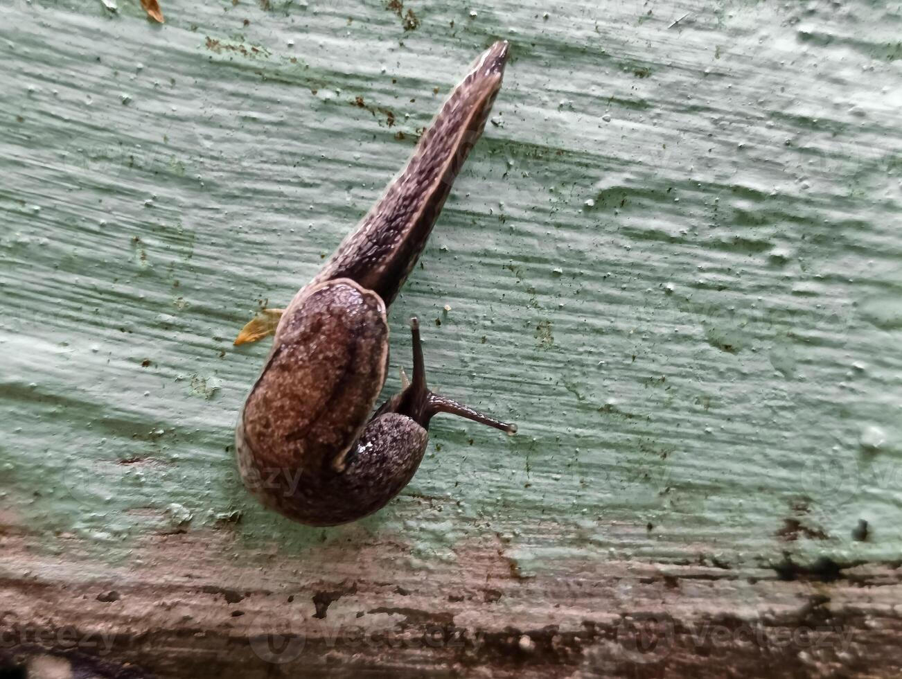 A naked snail without a shell is walking photo