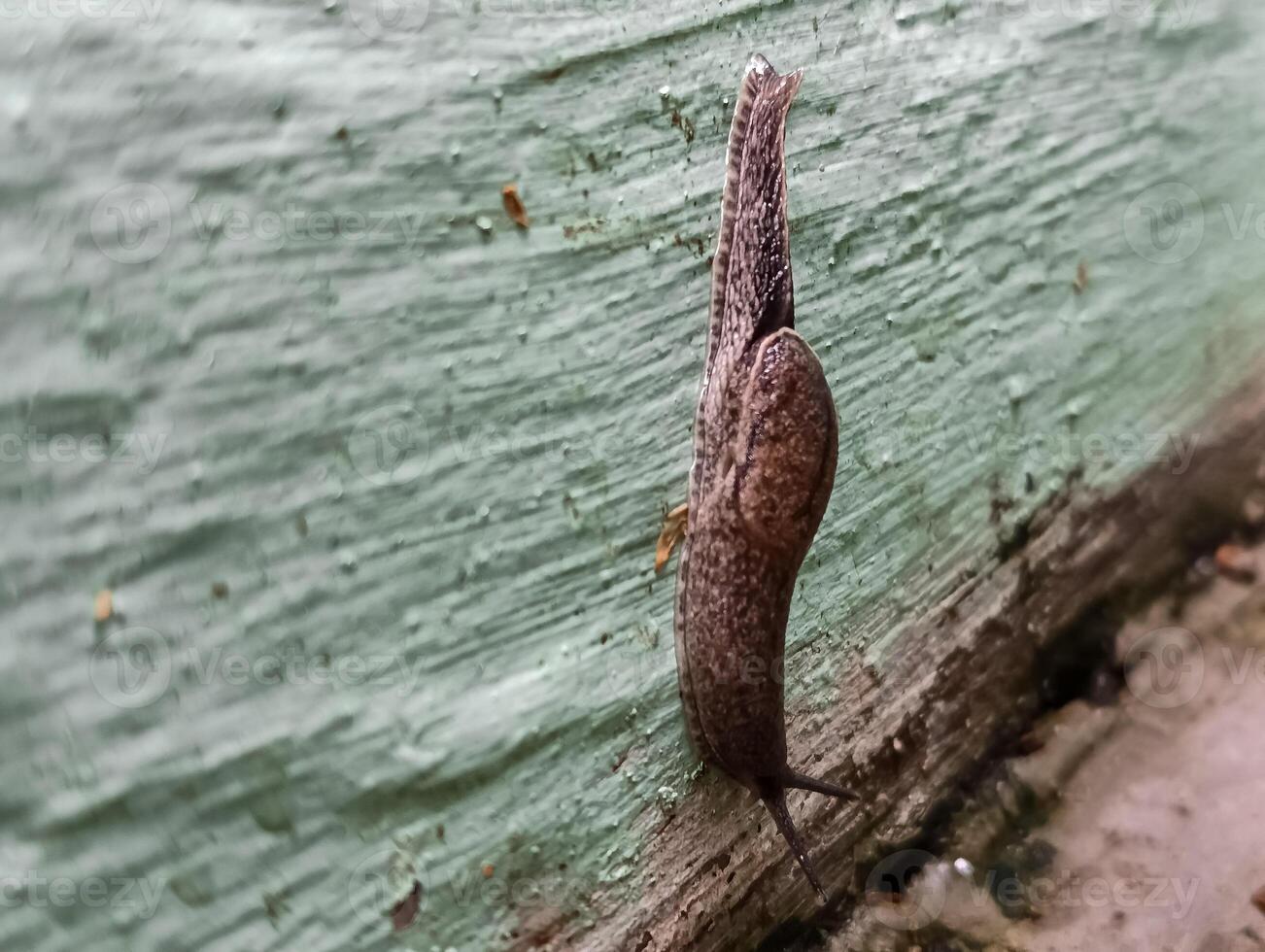 un desnudo caracol sin un cáscara es caminando foto