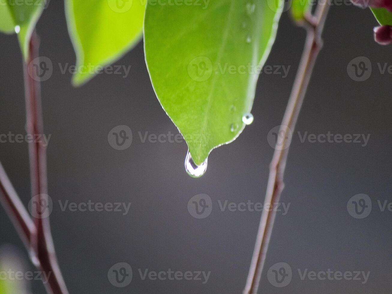 Leaves dripping with dew after the rain photo