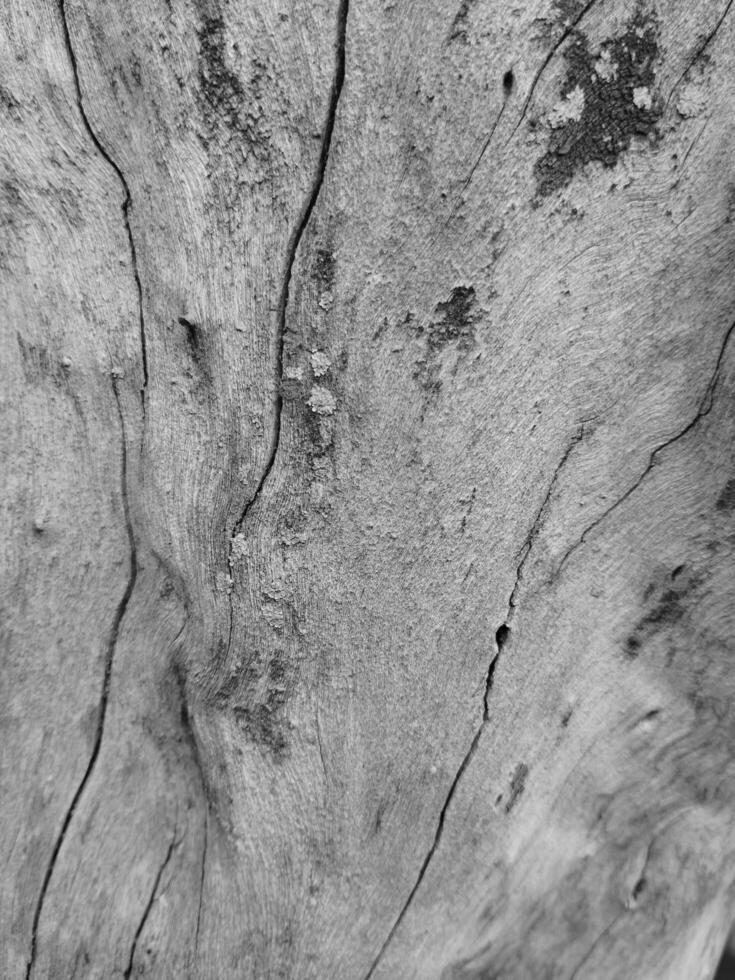 Abstract background of bark surface and texture with crack pattern and dark filter. photo