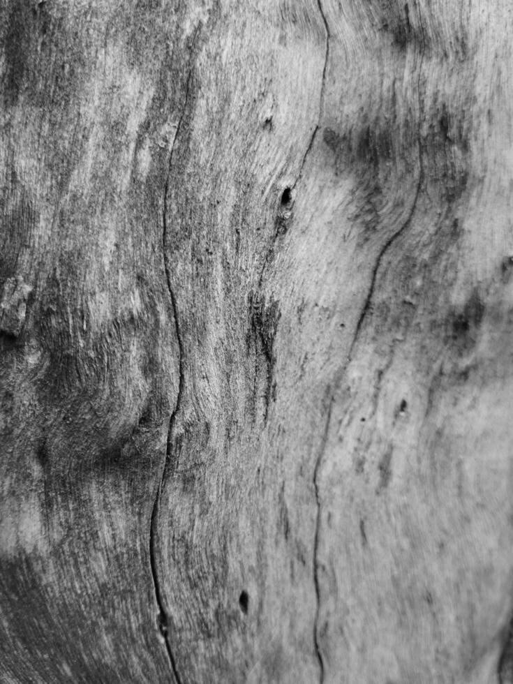 Abstract background of bark surface and texture with crack pattern and dark filter. photo