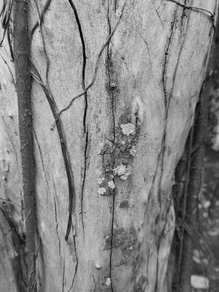Abstract background of bark surface and texture with crack pattern and dark filter. photo