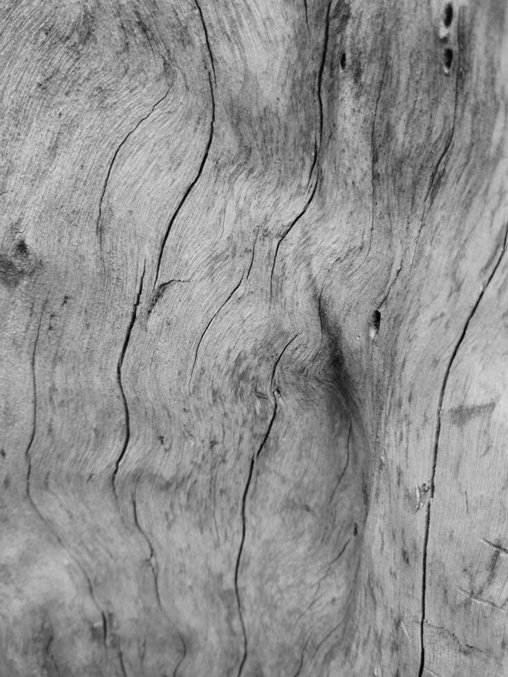 Abstract background of bark surface and texture with crack pattern and dark filter. photo