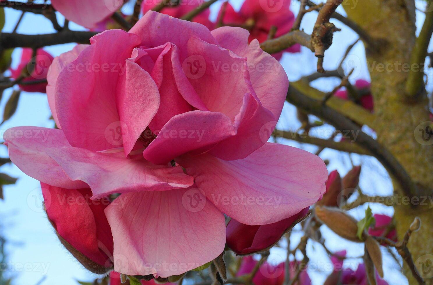 Felix Jury Magnolia flowering tree. Beautiful magnolia giant flowers against house and blue sky background close up. photo