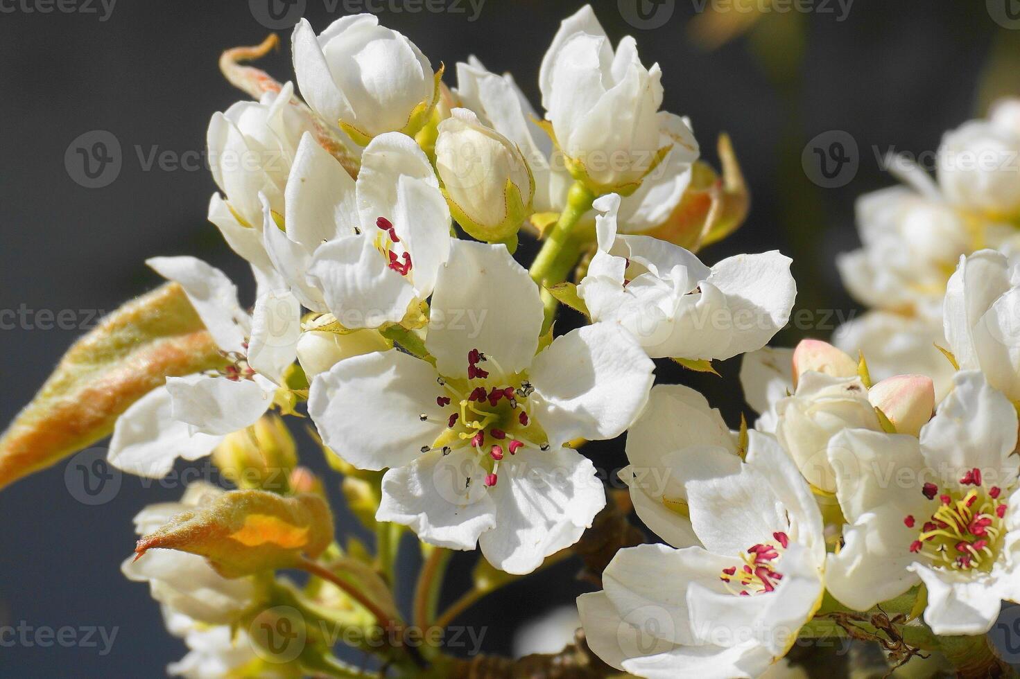 Beautiful and delicate apple flowers in the morning sun close up.  Apple blossom. Spring background. photo