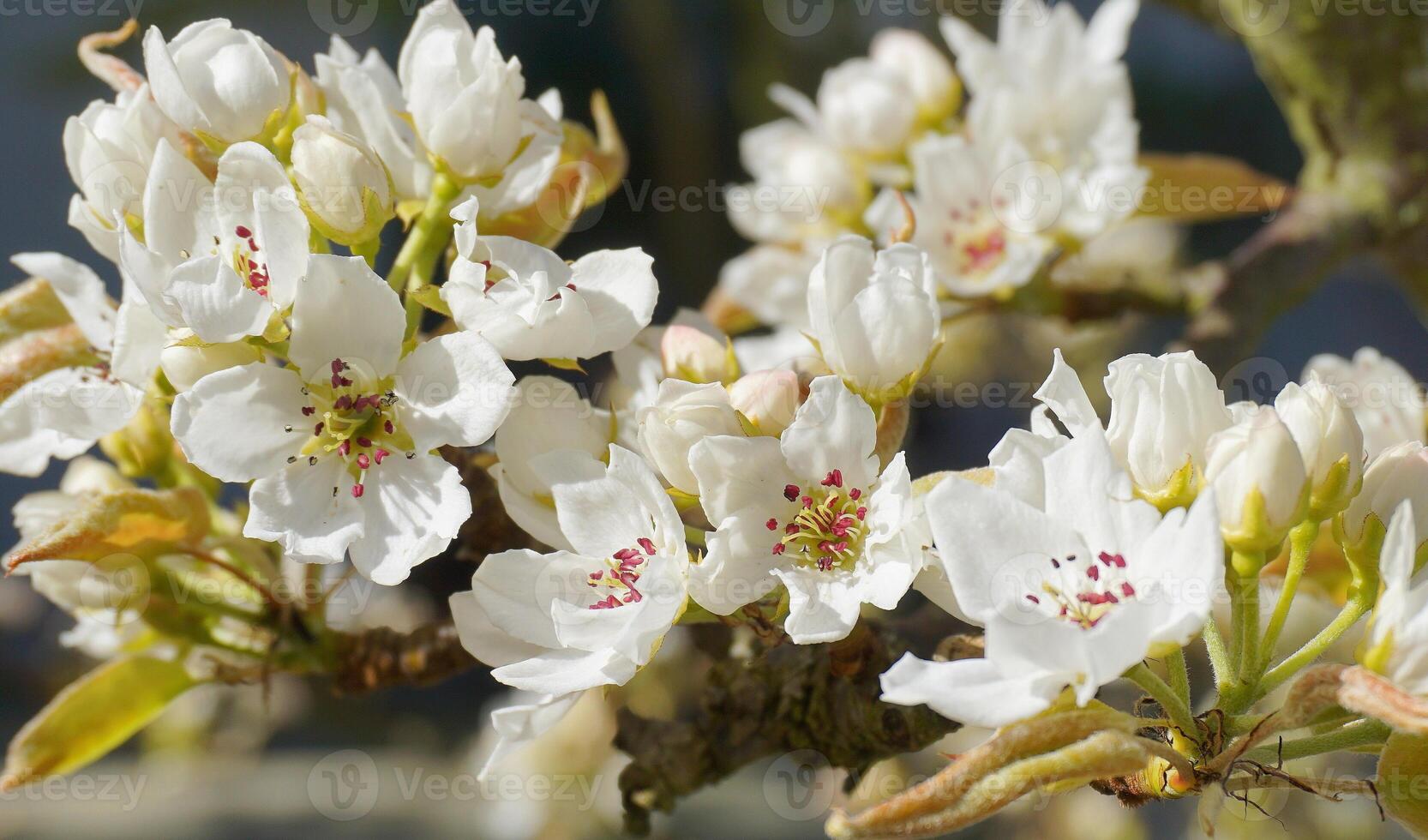 Beautiful and delicate apple flowers in the morning sun close up.  Apple blossom. Spring background. photo