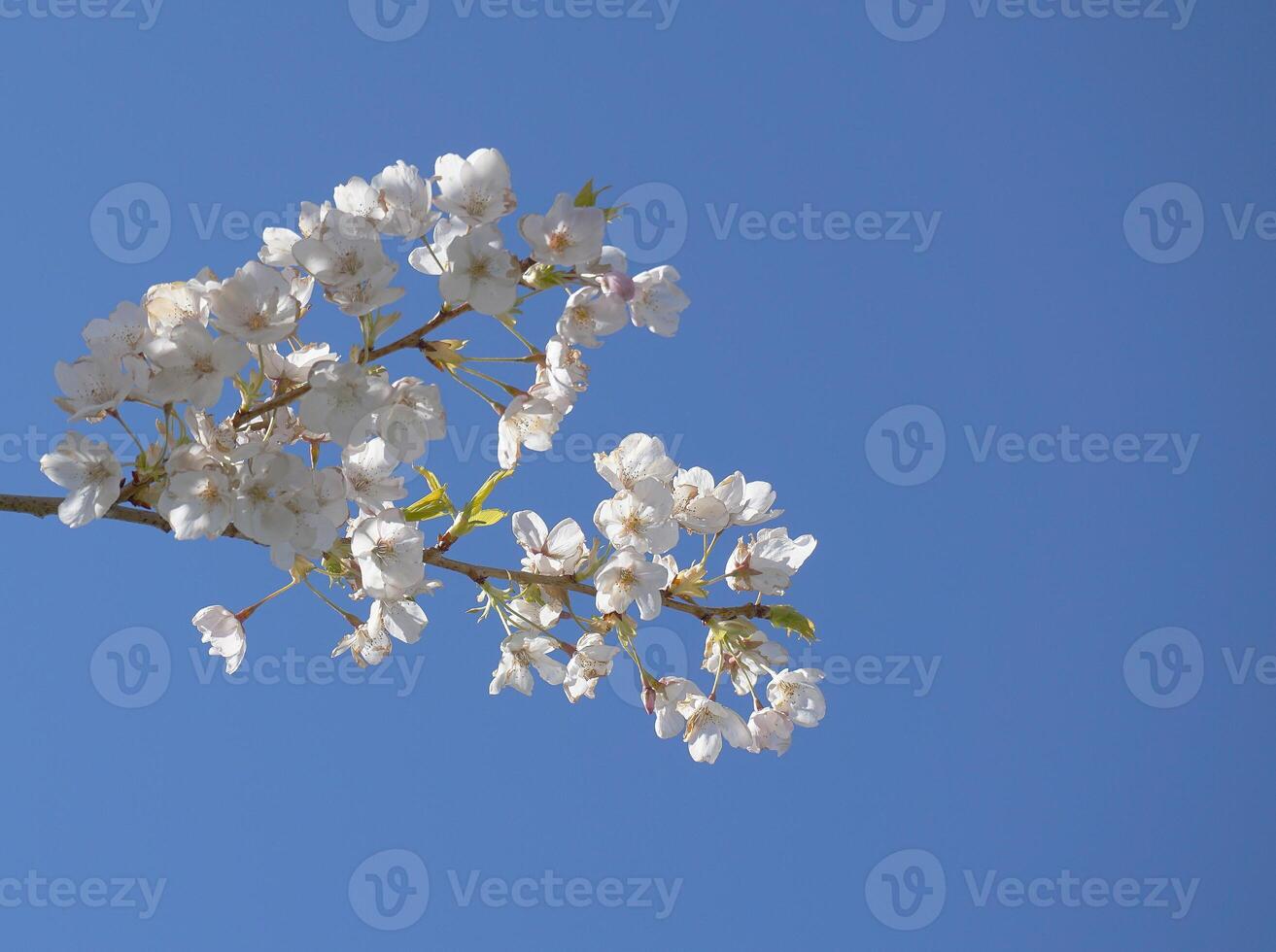 Delicate and beautiful cherry blossom against blue sky background. Sakura blossom. Japanese cherry blossom. photo