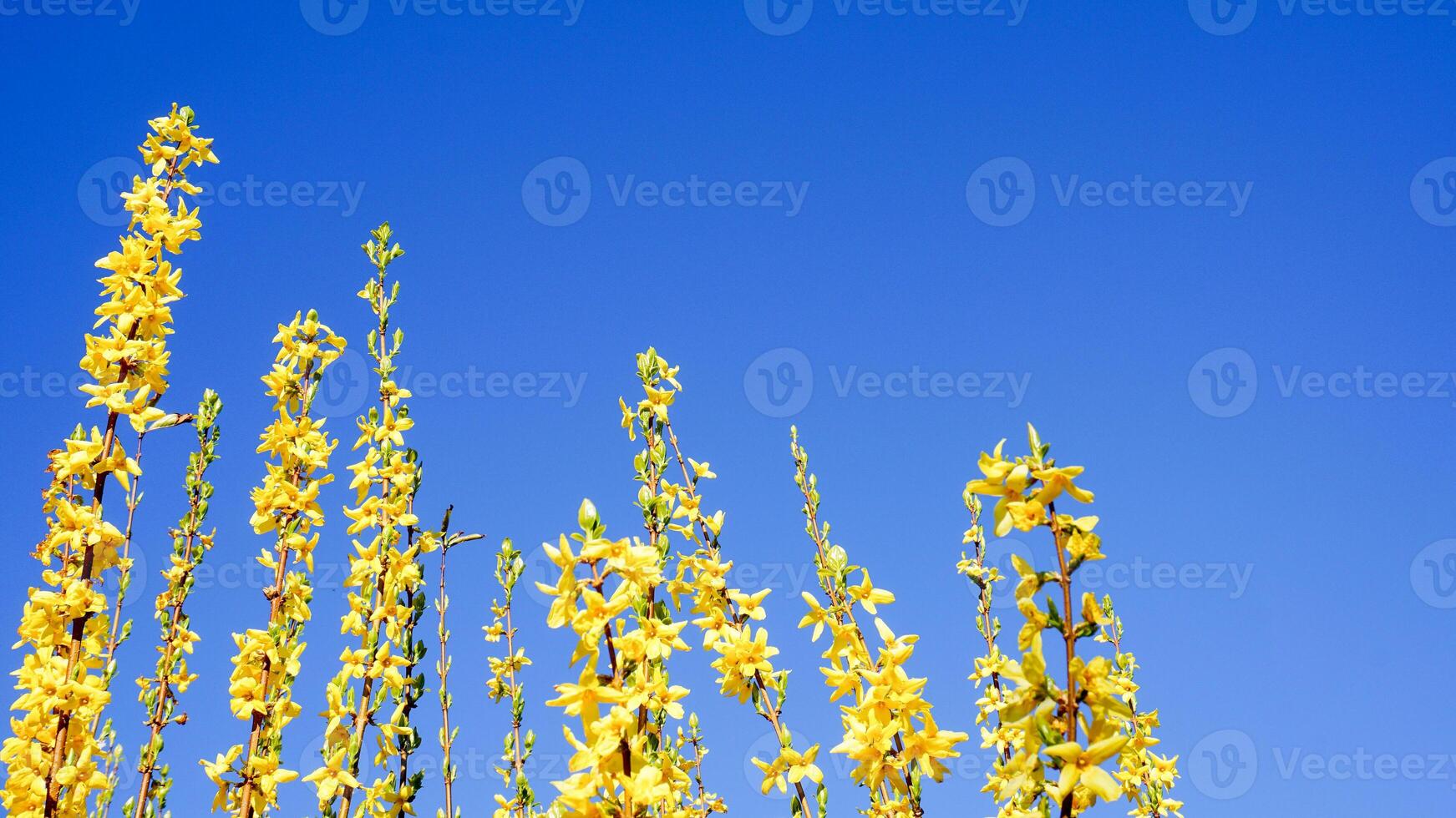 Flowering Forsythia shrub with yellow flowers on blue sky background. Beautiful yellow flowers. photo