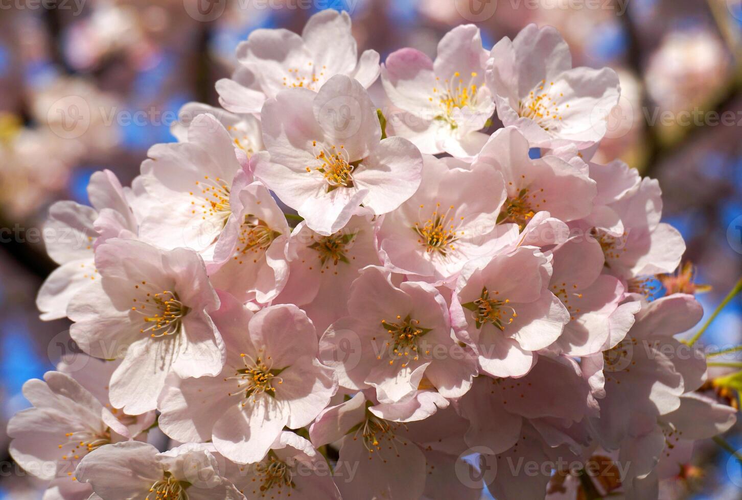 Delicate and beautiful cherry blossom against blue sky background. Sakura blossom. Japanese cherry blossom. photo