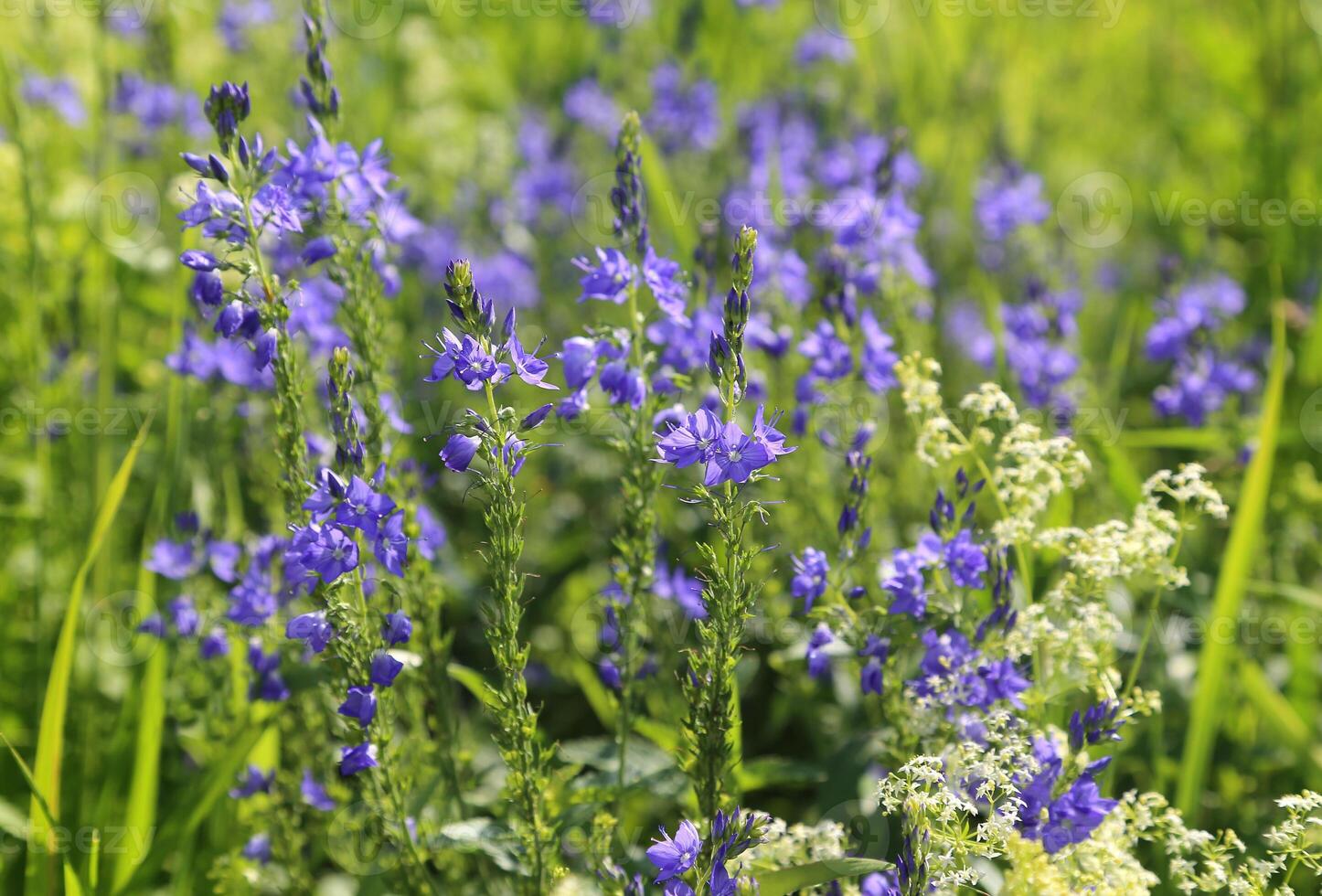 Beautiful wildflowers, close-up photo