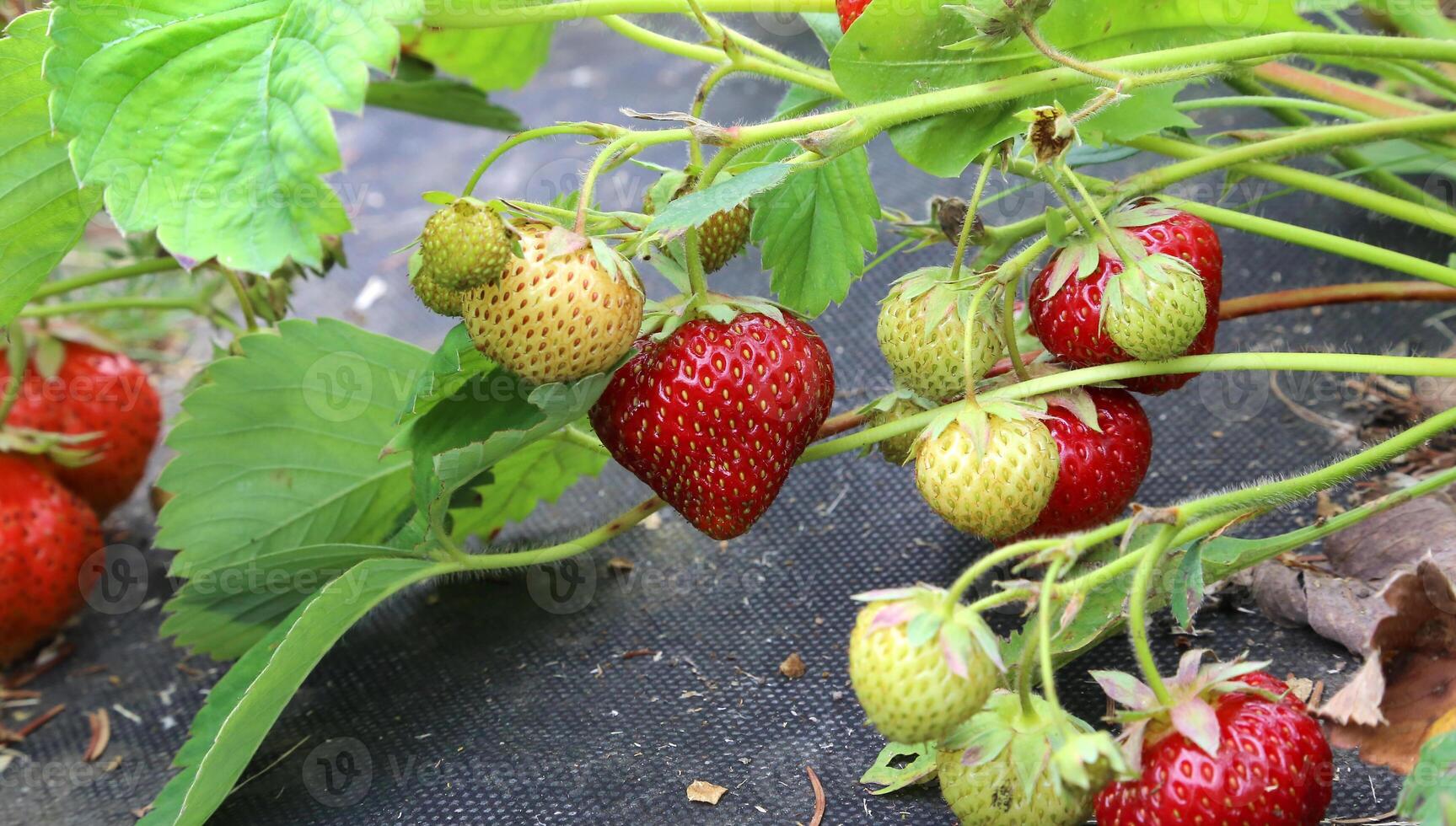 Branch of strawberries photo