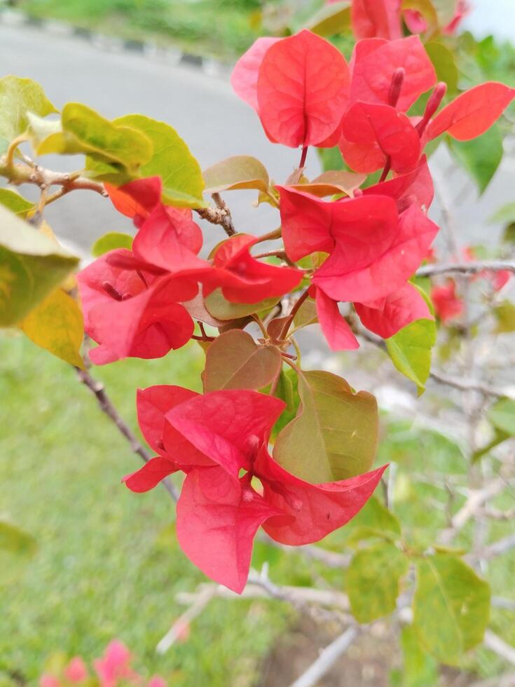 Creative layout Made of green leaves and red flowers. Flat lay nature concept. Photo taken with a cell phone camera.