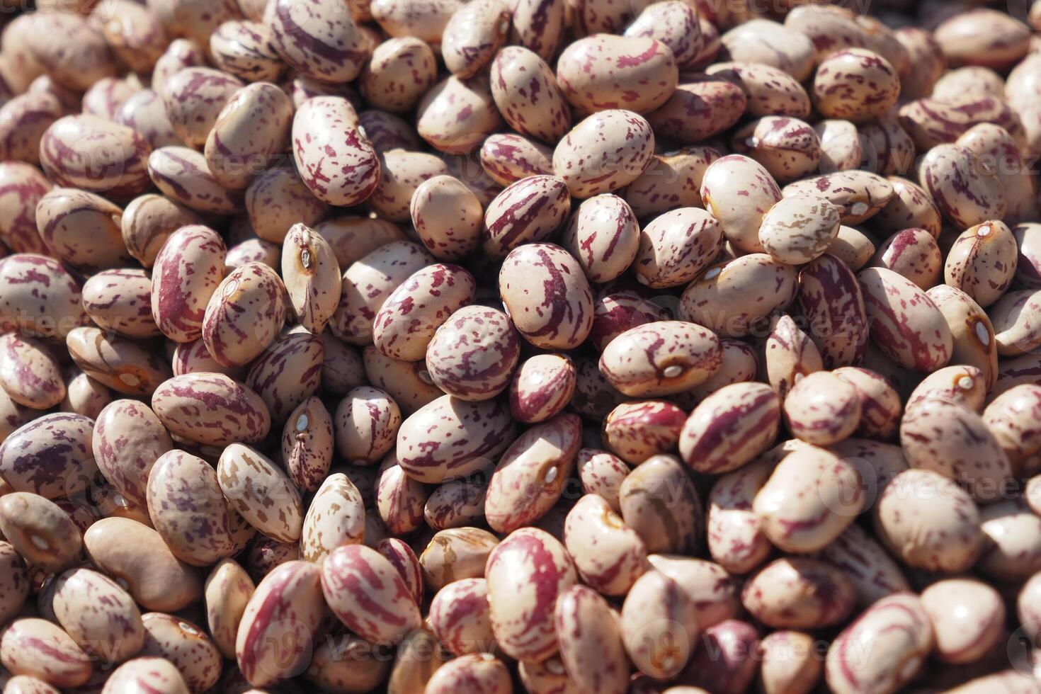 Closeup of red soy beans texture background. photo