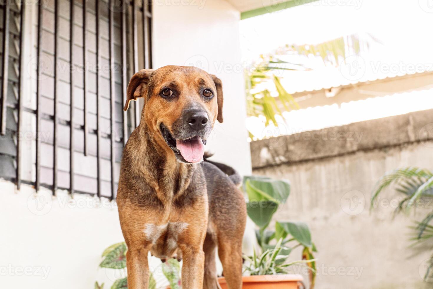 Portrait of a canine pet looking at camera photo