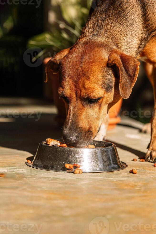 retrato de un joven hembra perro comiendo canino croqueta foto