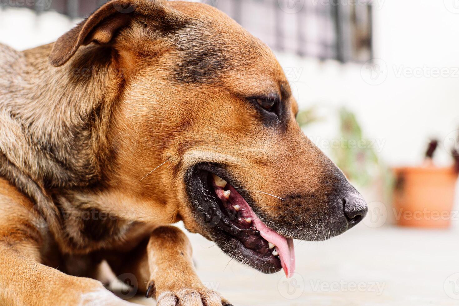 Female canine with tongue sticking out. photo