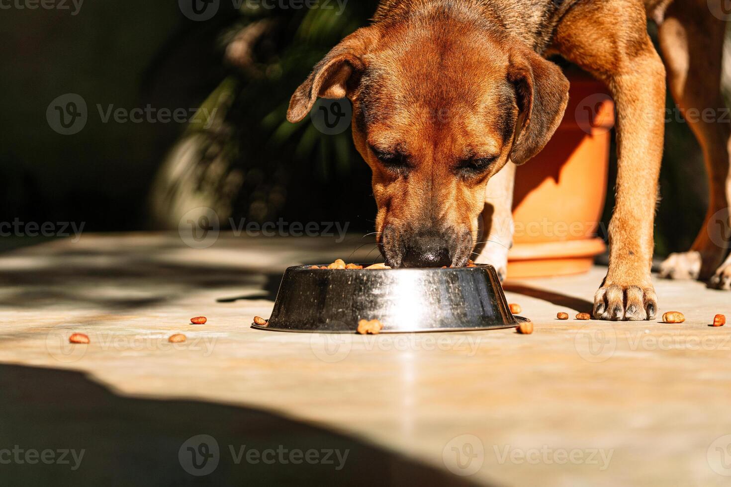 Portrait of a young female dog eating canine kibble. photo