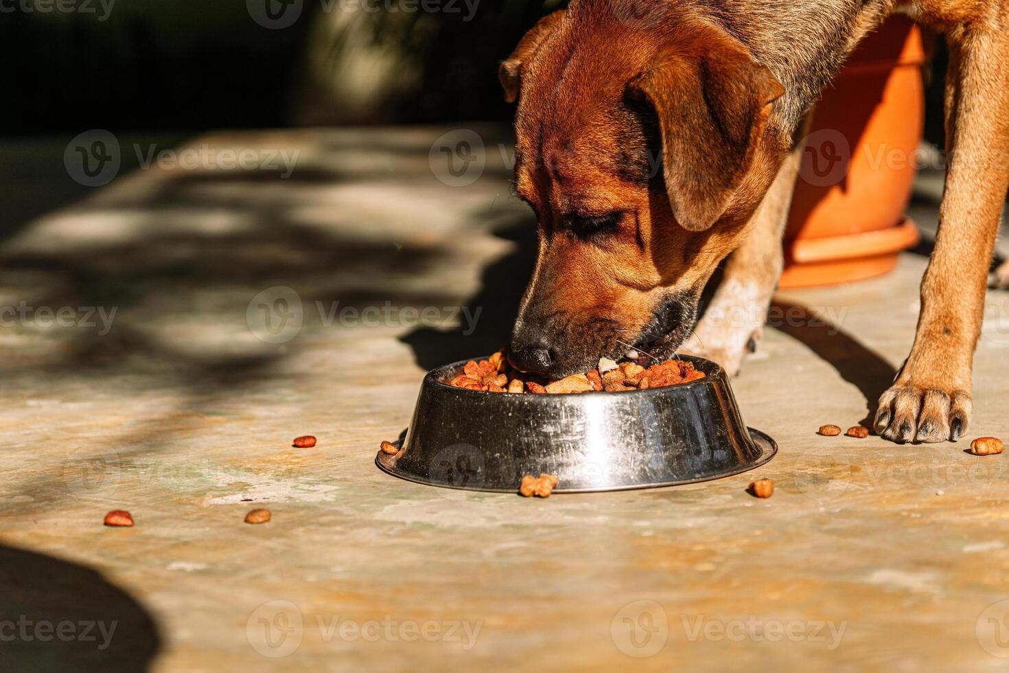 de cerca de un hembra canino comiendo croquetas alimento. foto