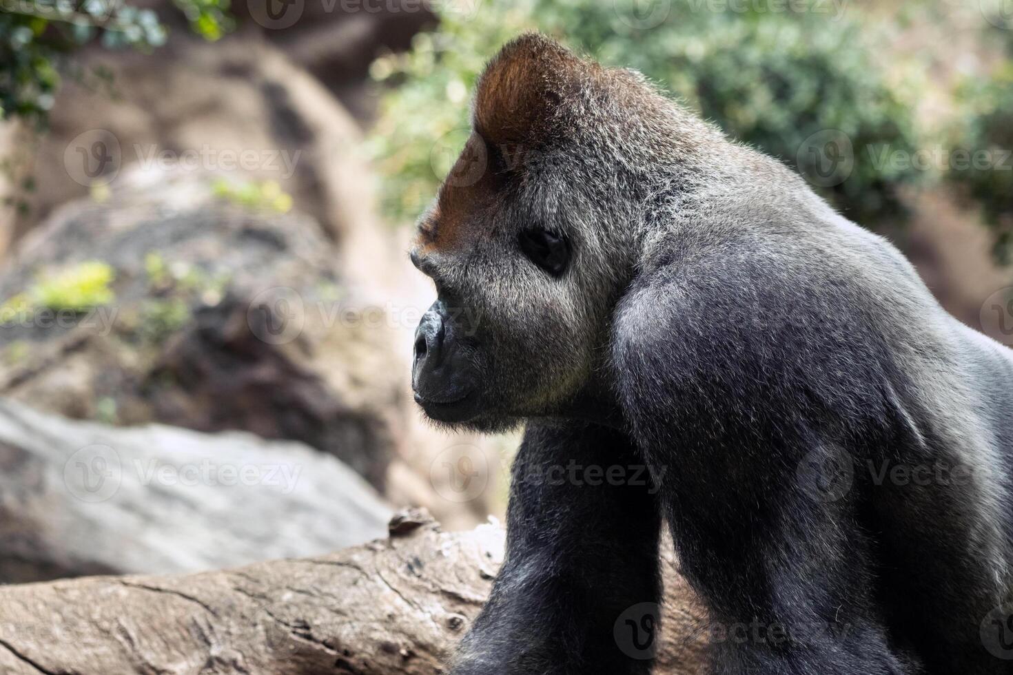 western lowland gorilla in nature.Big Gorilla photo