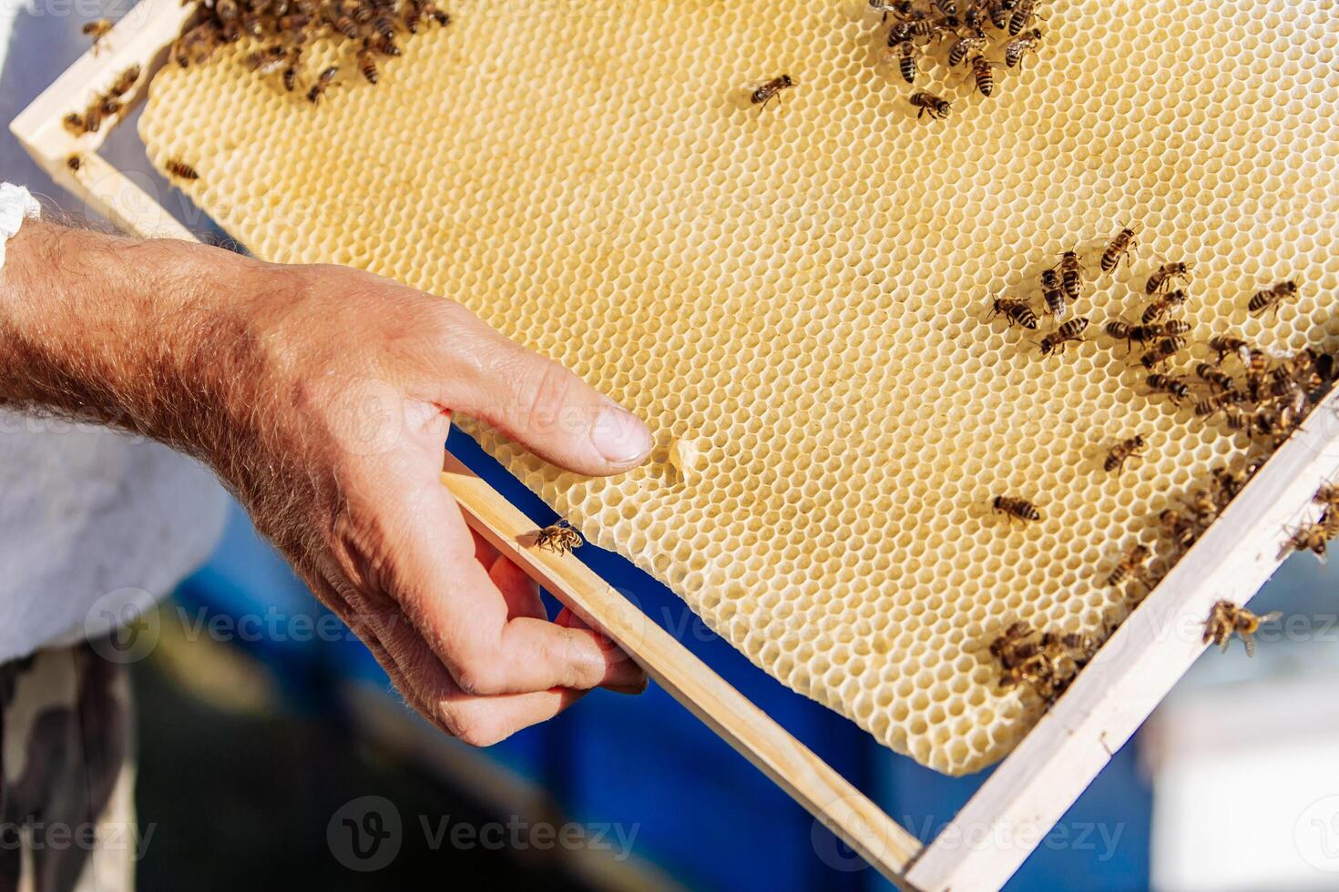 Beekeeper is working with bees and beehives on the apiary. Frames of a bee hive photo