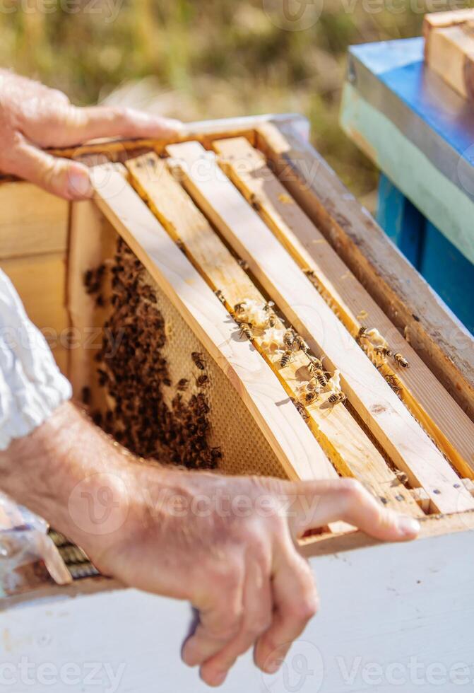 Bee hive in care of bees with honeycombs and honey bees. Beekeeper opened hive to set up an empty frame with wax for honey harvesting. photo