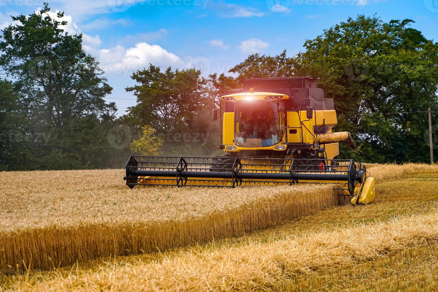 Harvesting wheat by big agriculture machine. Big combiner working in a field. photo