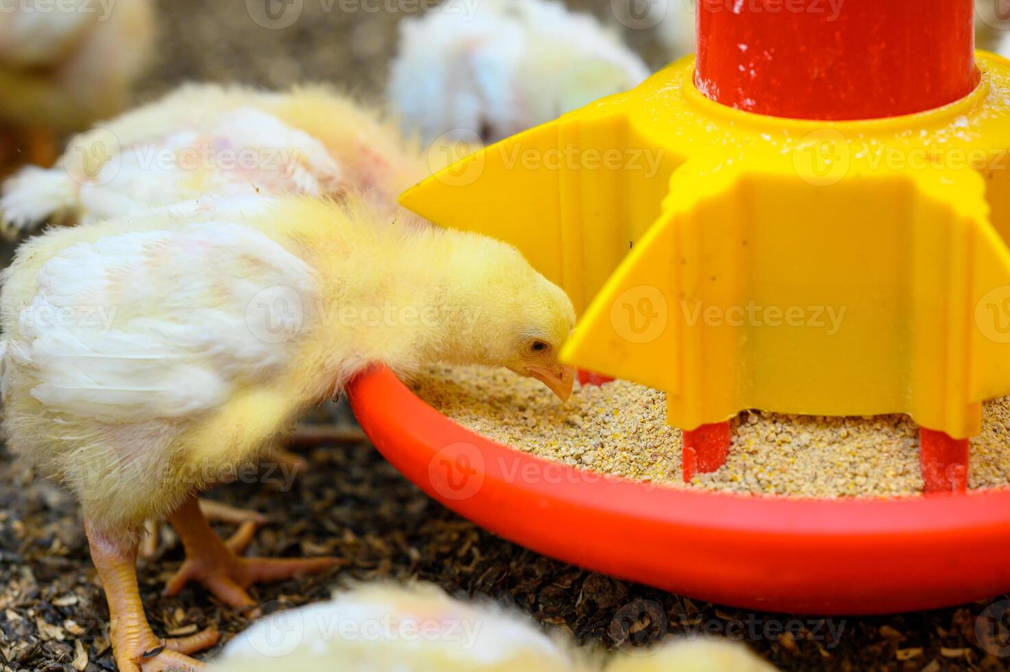Cute newborn chicks eating seeds. Cute tiny yellow chicks on the ground. photo