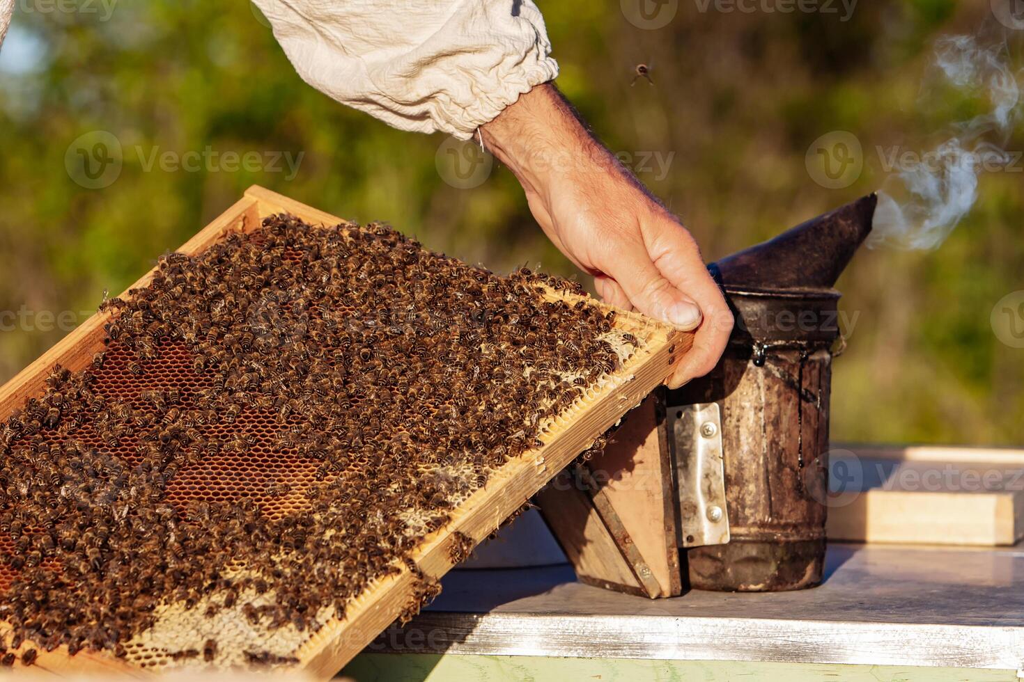 Frames of a bee hive. Beekeeper harvesting honey. Working bees on honey cells. Apiary concept. photo