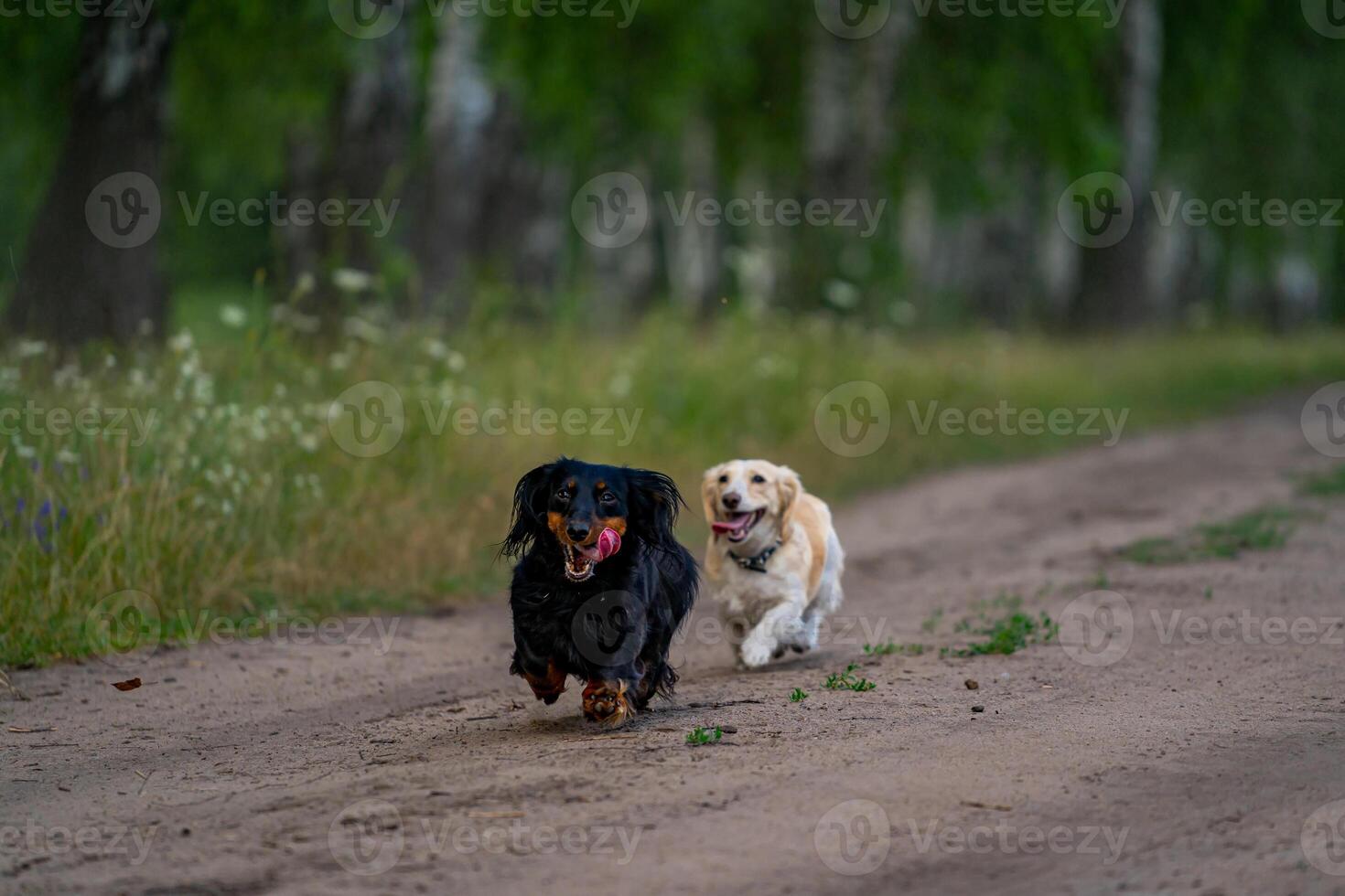 Cute dogs of small breed on nature background. Puppies jumping, running and having fun with a flying drone. Animals and dogs concept photo