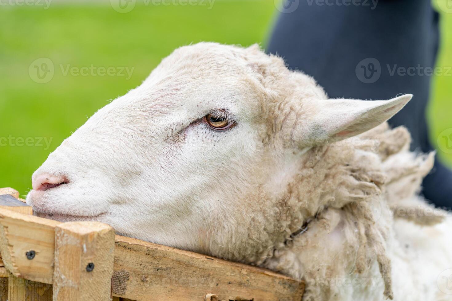 Sheep shearing head close up. White shearing sheep wool. photo