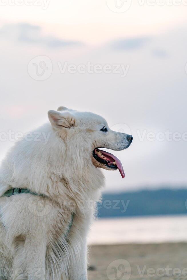 Samoyedo blanco mullido perro en arena. muy mullido bien arreglado Samoyedo perro sentado cerca lago. canino concepto. foto